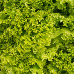 Food background. Macro shot lettuce texture. Close-up macro view of fresh green Lettuce leaves, high resolution. Lettuce Salad, oak Leaf Salad, frisee. Organic food.