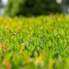Close-up of a green hedge background. A hedge of evergreen boxwood bushes.