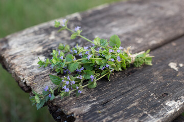 Fresh bunch of cut grass Glechoma hederacea on a wooden background, low depth of field.