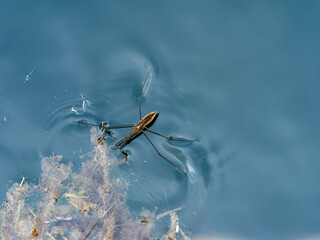 Gerris lacustre ou araignée d'eau (Gerris lacustris), petit insecte aquatique, corps allongé,...