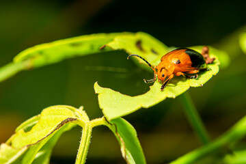 Ladybug is resting on the leaf alone.