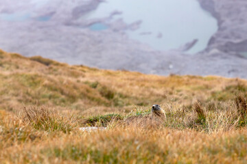 Beautiful marmots in an alpine landscape