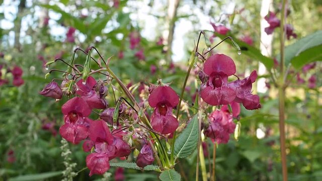 Crimson flowers of wild growing balsam in the forest