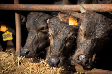 three water buffaloes calves looking out of the shelf, close-up portrait.