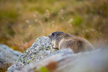 Beautiful marmots in an alpine landscape