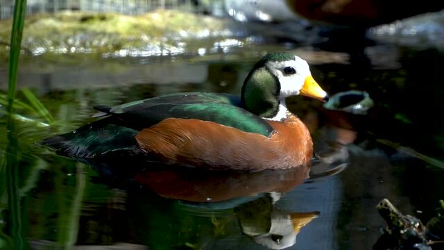 Pigmy Goose Bird on the Water in the Wild, Close-up Tracking View