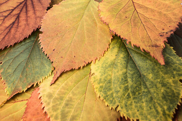 a Wallpaper consisting of a colorful autumn colored leaves