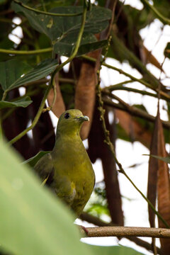 Thick-billed Green Pigeon perching in the tree