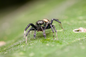 view of jumping spider in nature