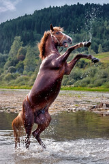 A horse standing in a river