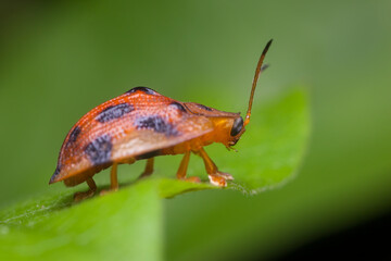 view of ladybug in nature