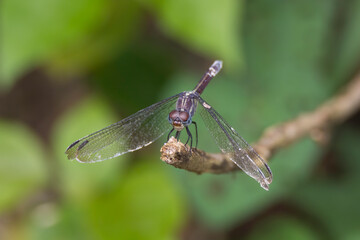 beautiful dragonfly perching in the branch