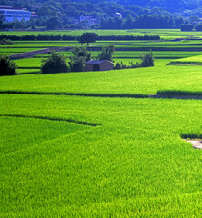 Taiwan Kaohsiung Meinong rural rice fields