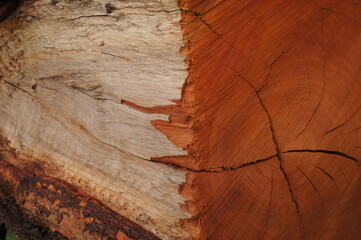 Chopped down tree textures. - obrazy, fototapety, plakaty