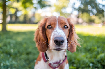 Cute adorable welsh springer spaniel dog breed, looking. Healthy action puppy.