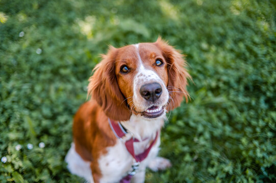 Cute adorable welsh springer spaniel dog breed, looking. Healthy action puppy.
