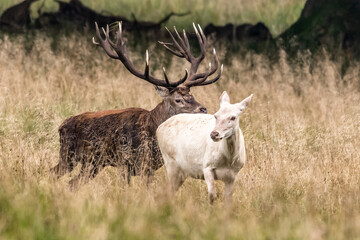 Red Deer Stags (Cervus elaphus) europe