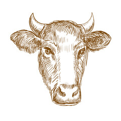Hand drawn sketch illustration of a cow head on a white background. Symbol 2021