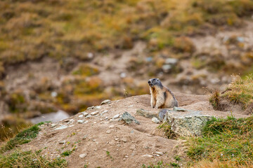 Beautiful marmots in an alpine landscape