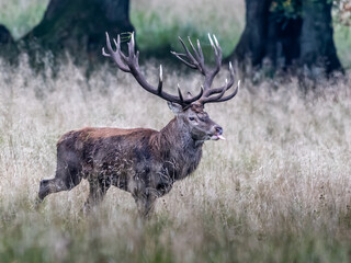 Red Deer Stags (Cervus elaphus) europe