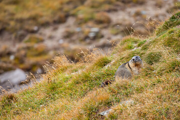 Beautiful marmots in an alpine landscape
