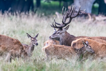 Red Deer Stags (Cervus elaphus) europe