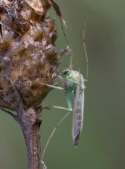 small cute insects close up