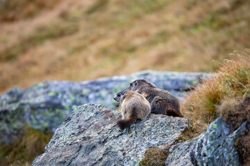 Beautiful marmots in an alpine landscape