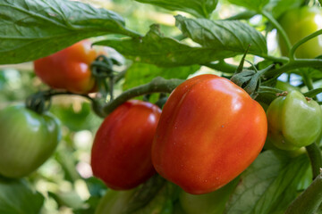 Rote Tomaten am Strauch