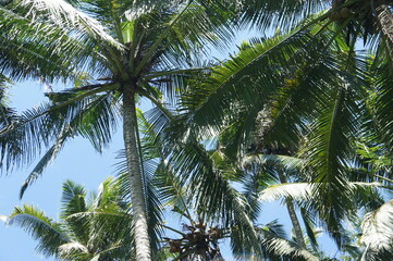 Palm trees in tropical setting. 