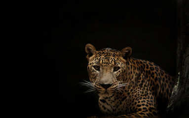 portrait of a leopard