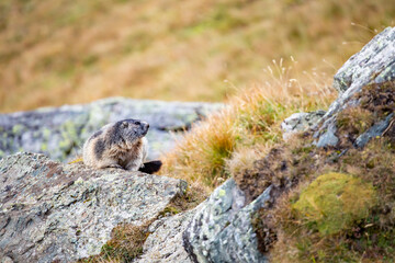 Beautiful marmots in an alpine landscape