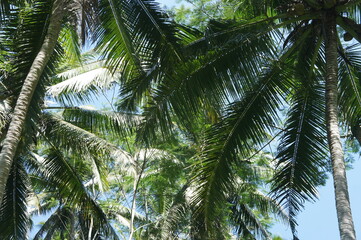 Palm trees in tropical setting. 