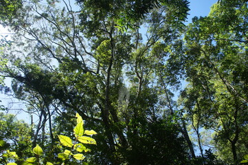 Obraz premium Lush vegetation in green forest.