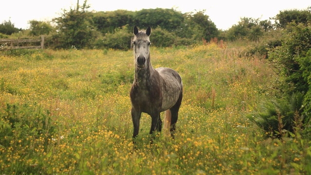 Connemara pony, spotted horse, walking in a farm field, green background, Connemara, Galway, Ireland