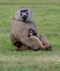 Baboon in the Bush, Safari in Africa, Ngorongoro National Park 
