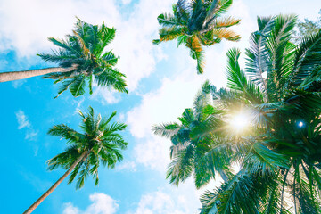 The  Palm trees background with the blue sky at the tropical coast, coconut tree, summer tree.