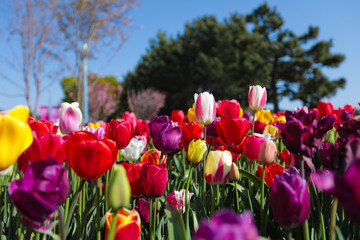 Colorful tulip flowers blooming at the garden