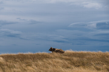 Cow in the field on a blue cloudy day
