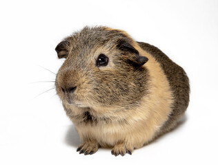 Fototapeta premium brown Guinea pig