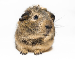 brown Guinea pig