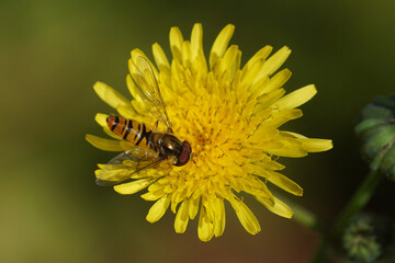 Marmalade hoverfly (Episyrphus balteatus), family Syrphidae on a flower of a sow thistle (Sonchus) in a Dutch garden. Netherlands July 