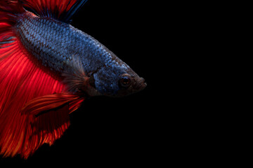 Fototapeta premium Close up of Betta fish or Siamese fighting fish in movment isolated on black background.