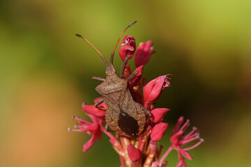 Dock bug (Coreus marginatus), family Coreidae on flowers of Knotweed, knotgrass (Polygonum amplexicaule), family Buckwheat (Polygonaceae). Netherlands, October