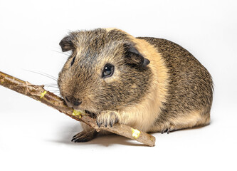 Guinea pig nibbles a stick