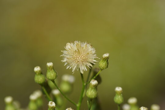 Flowers of Erigeron Canadensis. Called horseweed, Canadian horseweed, Canadian fleabane, coltstail, marestail and butterweed.  Family Compositae. July 25