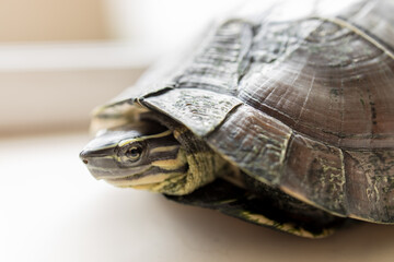 Obraz premium Filipino turtle smiling cutely