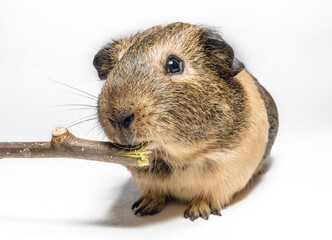 Guinea pig nibbles a stick