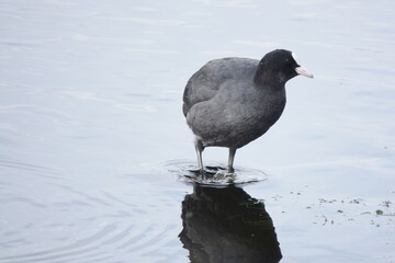 Blesshuhn im Wasser / Coot in the water
