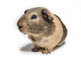 brown Guinea pig